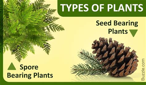The Different Types Of Plants Explained With Pictures Planting Seeds
