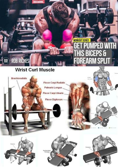 Superset Your Forearms Biceps Armexercises Workout Guide Forearm