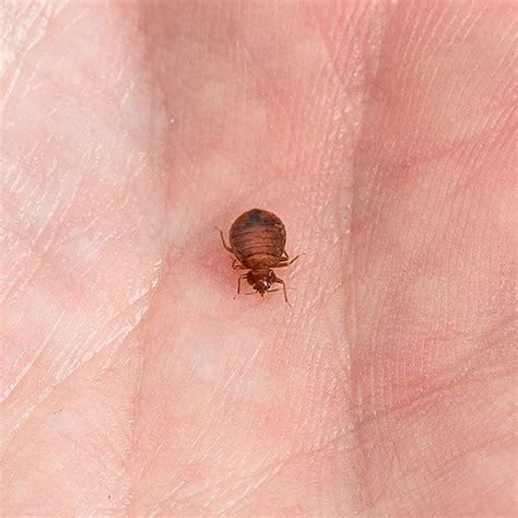 Heres Why You Should Not Diy Bed Bug Removal — Bed Bugs Arizona
