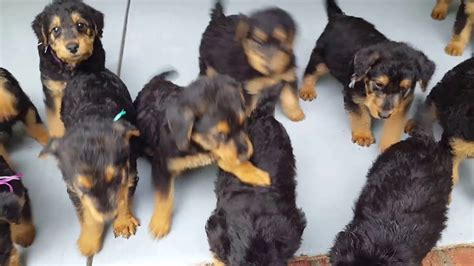 Puppies will be ready to go january 7, 2018. Airedale Terrier Puppies for Sale - S & S Family Airedales ...