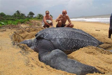 Worlds Largest Sea Turtle Emerges From The Sea And Its Shockingly Massive Largest Sea Turtle