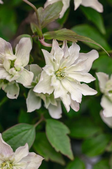 Check spelling or type a new query. The best Clematis montana for small gardens and containers ...
