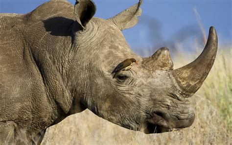 The power of rhino and grasshopper in the autodesk revit® environment. ZIWA RHINO SANCTUARY
