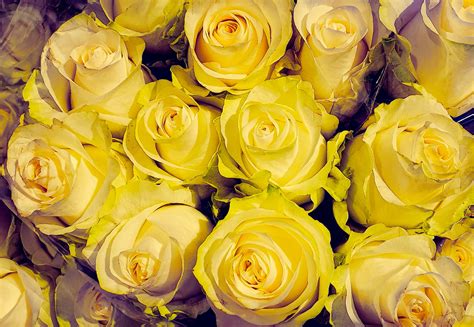 Yellow Roses Free Stock Photo Public Domain Pictures