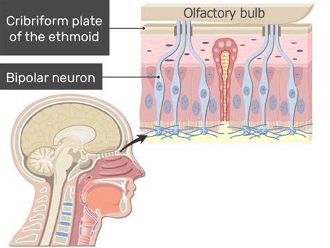 Jan 11, 2018 · for example, neuroscience explains how brains work by identifying how the neurons. Bipolar Neurons - Structure and Functions