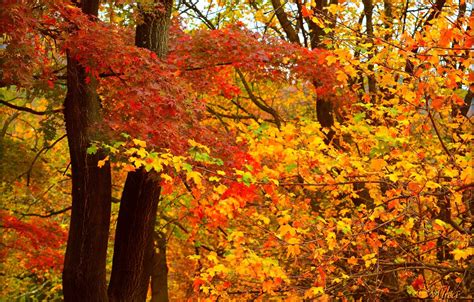 Wallpaper Autumn Leaves Fall Autumn Colors Leaves Images For