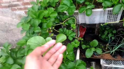 Sejumlah gambar rumah minimalis ini bisa menjadi inspirasi bagi kamu yang berencana membangun rumah atau merenovasi hunian. Kebun sederhana d atap rumah - YouTube