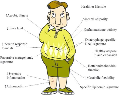 proposed features of preserved metabolic health in obese humans download scientific diagram
