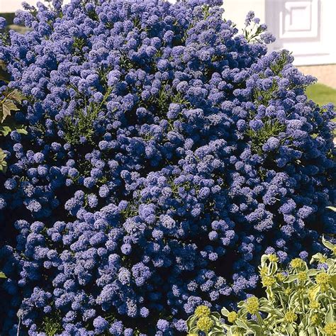 Garden And Patio Shrubs And Hedges Ceanothus Puget Blue Flowering Evergreen