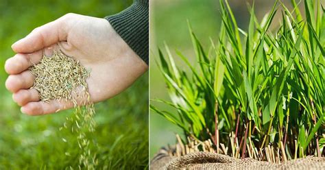 How Long Does Grass Seed Take To Grow Sports