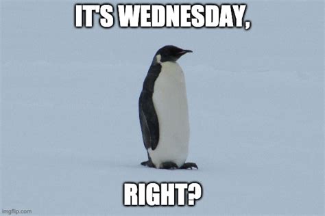 Wednesday Penguin Imgflip