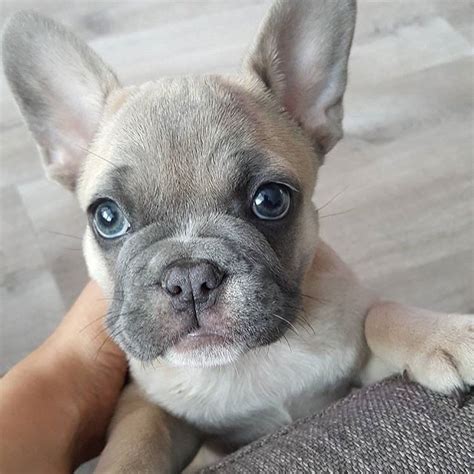 French Bulldog Grey With Blue Eyes Puppy Malayelly