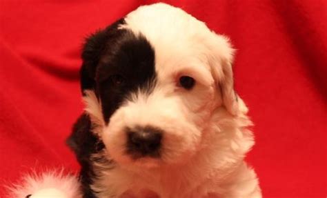 Old english sheepdog dogs and puppies for sale in the uk pets4homes found 5 old english sheepdog dogs and puppies for sale in the uk. Old English Sheepdog Puppy for Sale - Adoption, Rescue ...