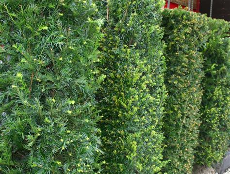 Yew Hedge 90 100cm New Leaf Topiary Online Shop