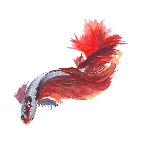 Premium Photo Fighting Fish Siamese Watercolor Painting