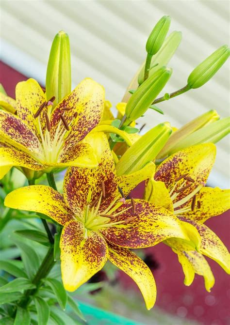 Yellow Tiger Lilies Stock Image Image Of Flowers Outdoors 56718749