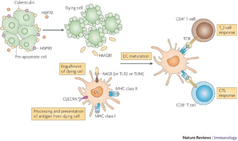 Some Characteristics Of Immunogenic Cell Deathwhen Cells Succumb To