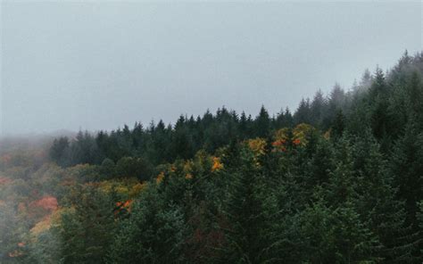Download Wallpaper 2560x1600 Forest Trees Sky Autumn Fog Widescreen
