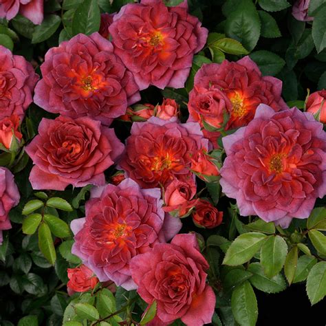 Midnight Fire Miniature Rose Plants For Sale From Gurneys