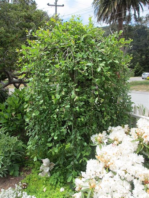 Also, remove suckers and branches that. Weeping Pussy Willow Pruning - Teenage Sex Quizes