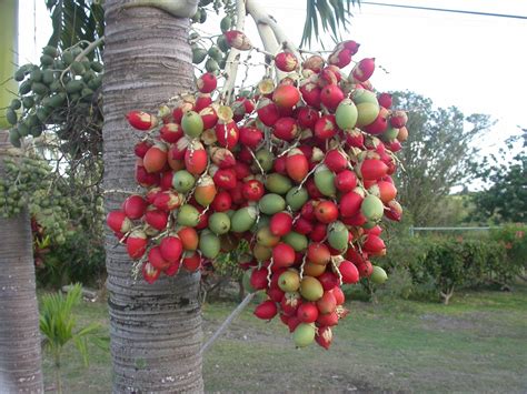 Palm tree flowers and monocarpic palm species that die after flowering most species of palm trees will produce flowers and seeds and do this on a yearly basis. Barbados Flora & Fauna: Red Berry Palm
