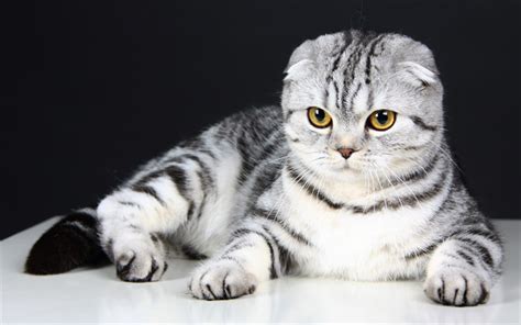 Download Wallpapers 4k Scottish Fold Cats Kitten Pets Cute Animals