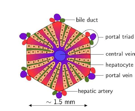 Structure Of One Liver Lobules Download Scientific Diagram