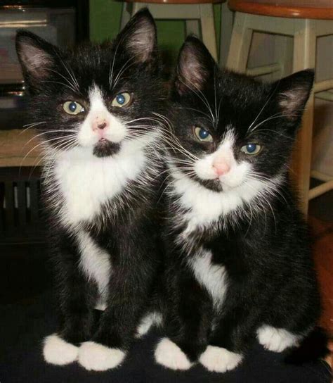 Adorable Tuxedo Kittens Wovely Pretty Cats Kittens Cutest