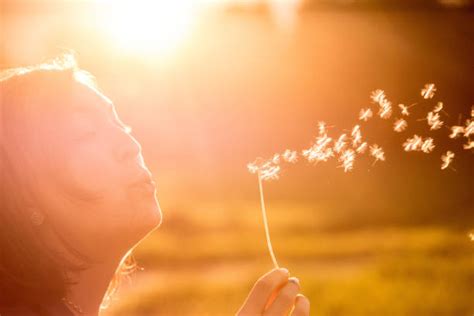1000 Blowing Dandelion Wishing Human Face Stock Photos Pictures