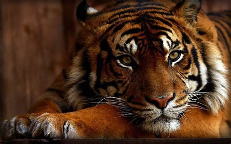 Tiger Full Hd Wallpaper And Background Image 1920x1200 Id191160