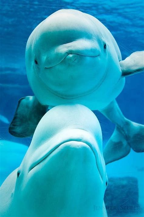 Beluga Whale Love These Guys Theyre So Cute Animals Beautiful