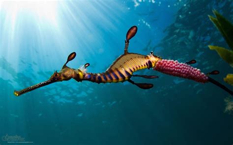 Cute Sea Animal Wallpapers Top Free Cute Sea Animal Backgrounds
