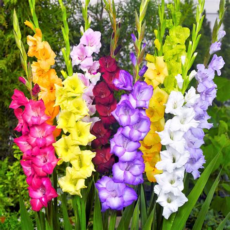 Colorful Gladiolus Bulb Mix Glorious Glads Easy To Grow Bulbs