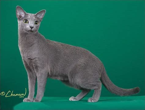 The Blue Breeds The Chartreux The Korat And The Russian Blue In 2021