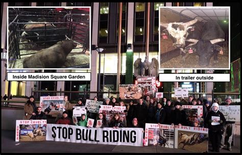 Bull Riding Fans Clash With Animal Rights Protesters In New York City