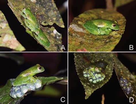 Oviposition And Parental Care In The Glassfrog Centrolene Savagei