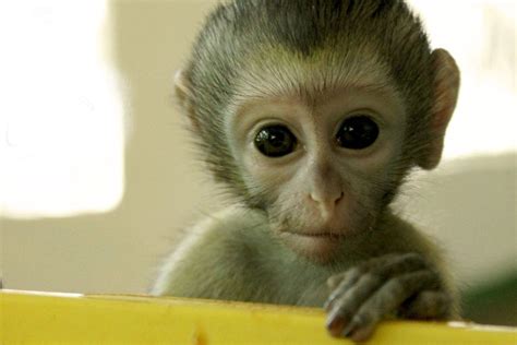 23 Vervet Monkeys Need Your Help To Return To The Wild Pasa