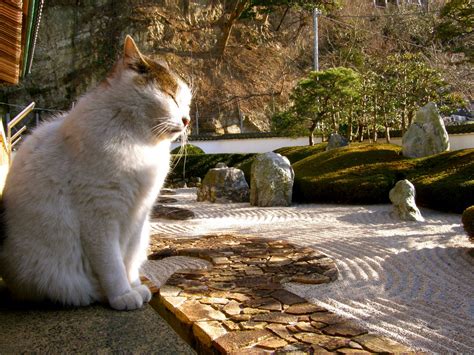 Zen Cat もう少しで悟れるかな？ Hideo Flickr