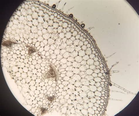 Iletim demetlerinin mikroskop görüntüleri Genel Biyoloji Laboratuvarı