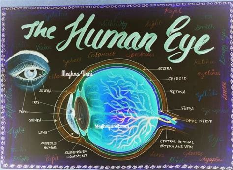 Human Eye Diagram For Cbse Class 10 Portfolio
