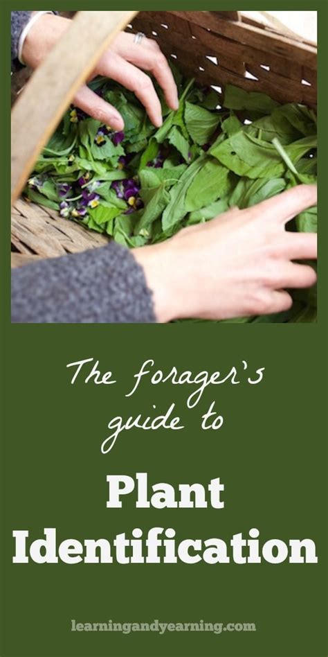 The Foragers Guide To Plant Identification Wild Food Foraging
