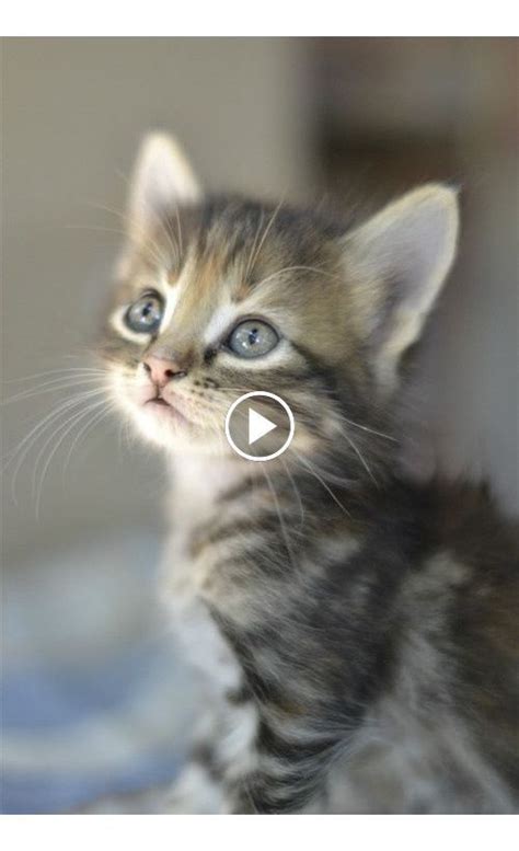 Most Cutest Adorable Kittens Compilation 2020 Happiness Kingdom In