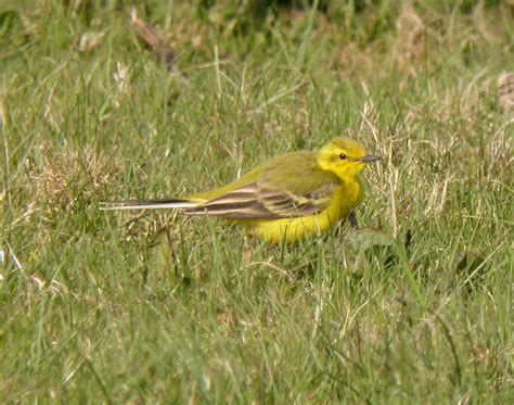 Yellow Wagtails In Warwickshire 17042010 Archies British Birding
