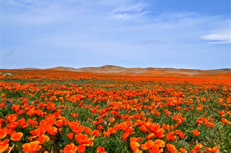 California Poppy Photos Wallpapers The Fun Bank