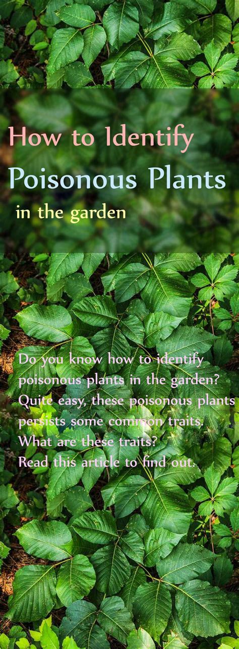 Identifying Toxic Plants Poisonous Plants Plants Deadly Plants