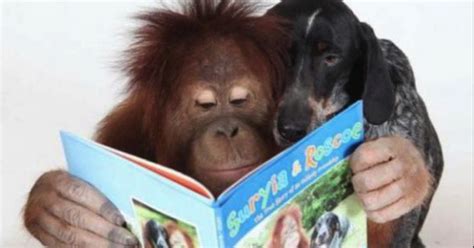 10 Absolutely Adorable Animals Reading Books Amreading