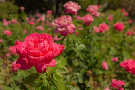 Detail Of A Fuchsia Rose Stock Image Image Of Perfume 214012329