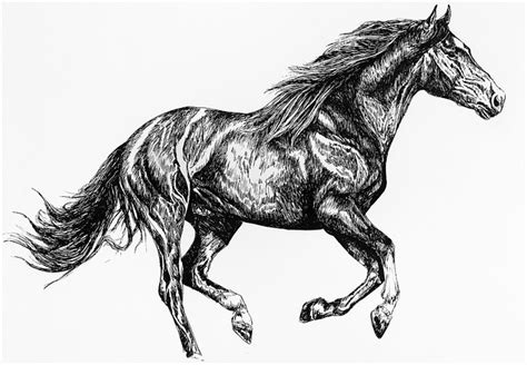 Op kleurplatenenzo vind je altijd de mooiste kleurplaten wel meer dan 16 000. TEK Paard, vos, uil.. beetje van alles • Bokt.nl