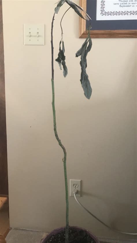 The leaves of citrus trees cup and roll. I need some help, my avocado tree looked like it was dying ...