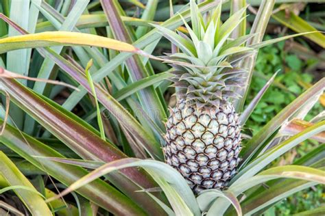 Fresh Tropical Pineapple On The Tree Stock Photo Image Of